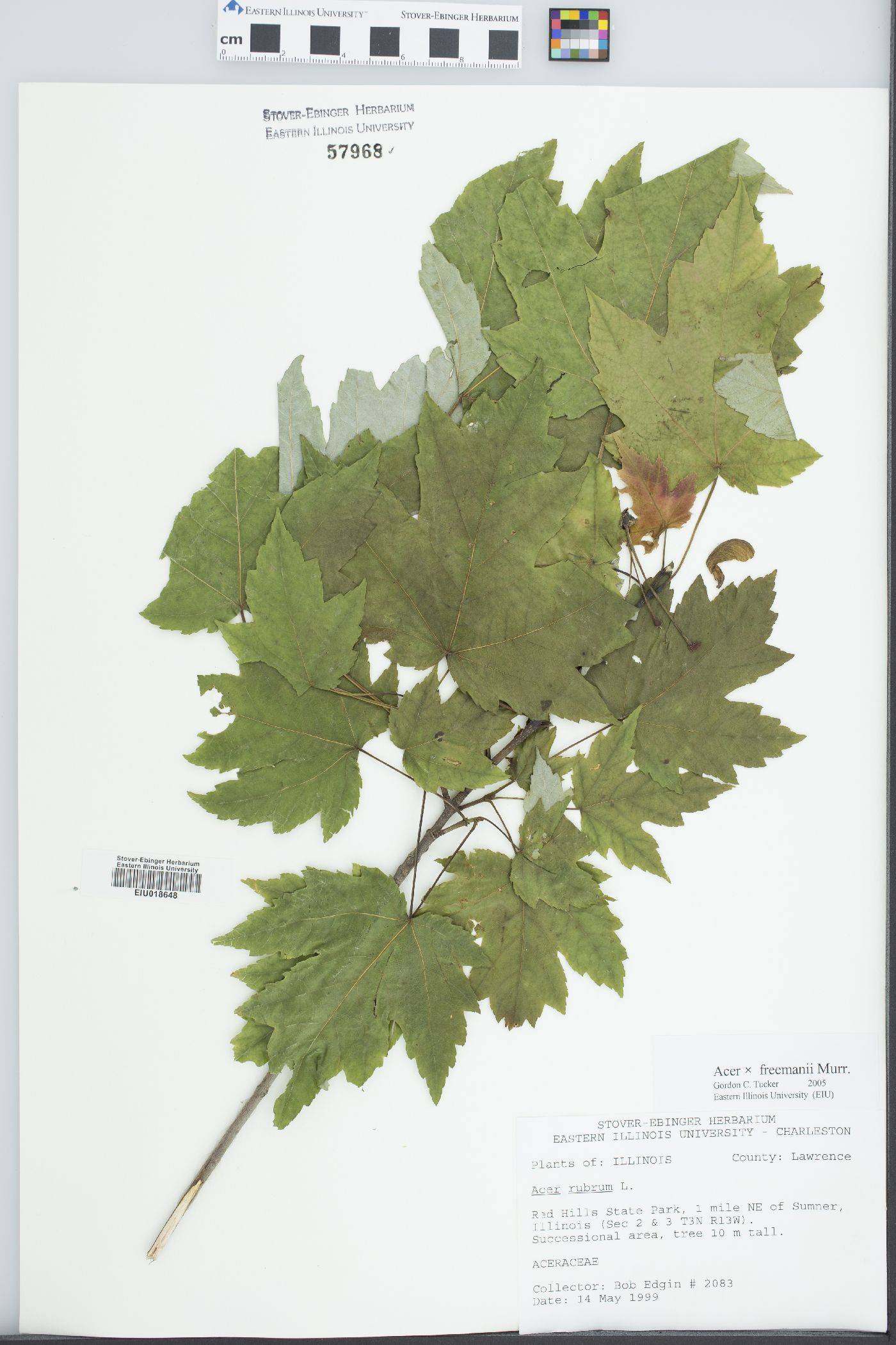 Acer × freemanii image