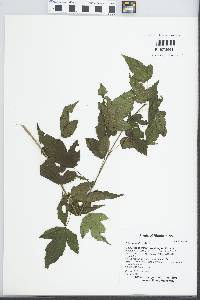 Acer ginnala image