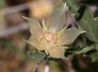 Mentzelia involucrata image