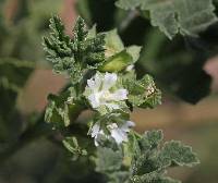 Malva parviflora image