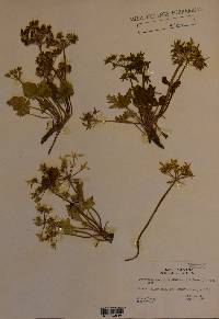 Cymopterus newberryi image