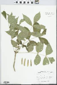 Fraxinus nigra image