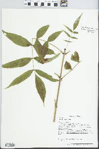 Fraxinus nigra image