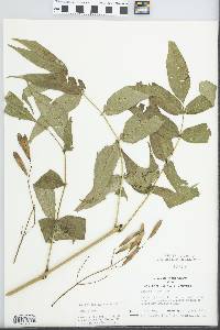 Fraxinus nigra image