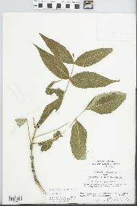 Fraxinus nigra image