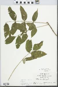 Fraxinus nigra image