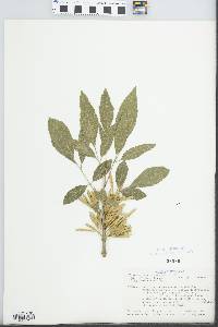 Fraxinus berlandieriana image