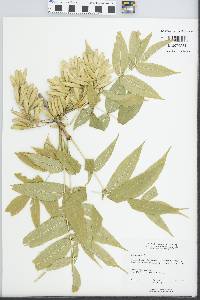 Fraxinus nigra image