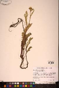 Chrysanthemum bipinnatum image