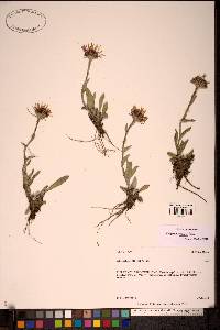 Erigeron muirii image