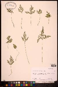 Cystopteris montana image