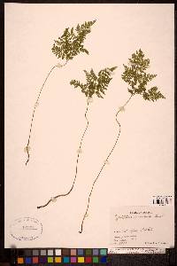 Cystopteris montana image