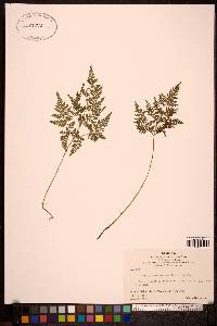 Cystopteris montana image