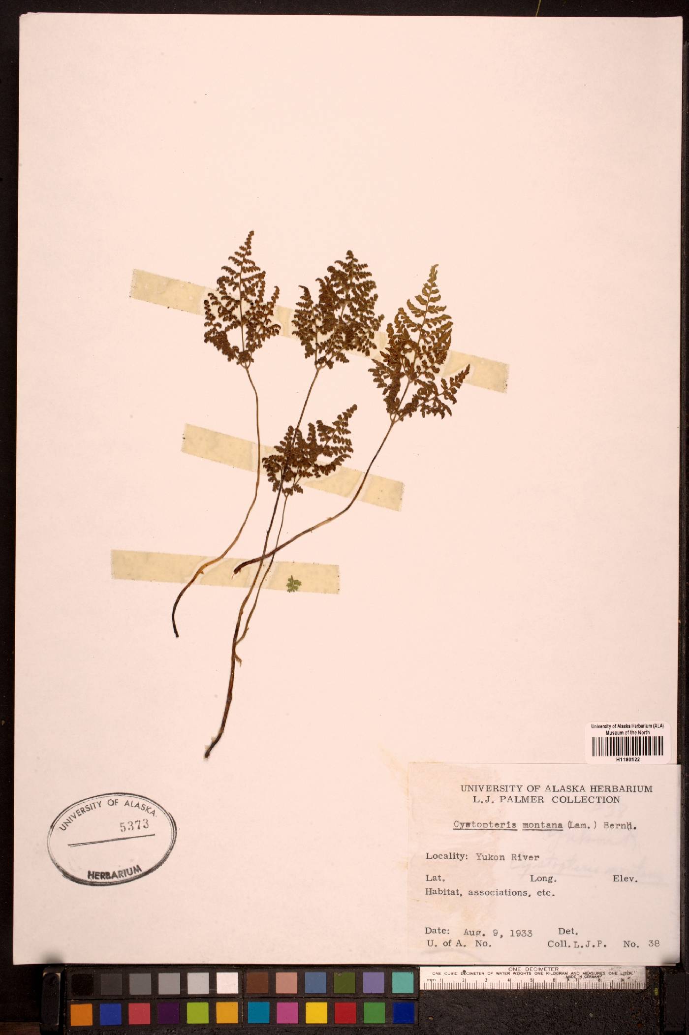 Cystopteris montana image