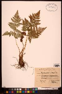 Dryopteris expansa image