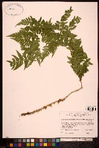 Dryopteris expansa image