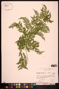 Dryopteris expansa image