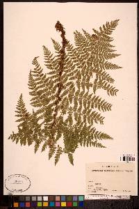 Dryopteris expansa image