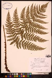 Dryopteris campyloptera image