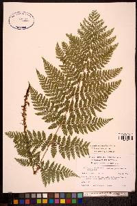 Dryopteris campyloptera image