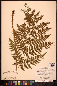 Dryopteris expansa image