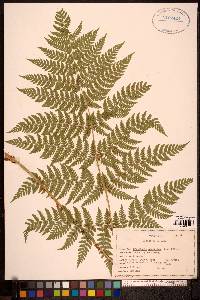 Dryopteris expansa image