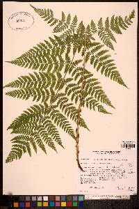 Dryopteris expansa image