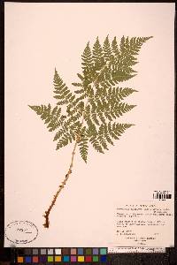 Dryopteris expansa image