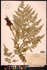 Dryopteris expansa image