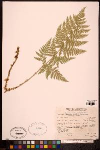 Dryopteris expansa image