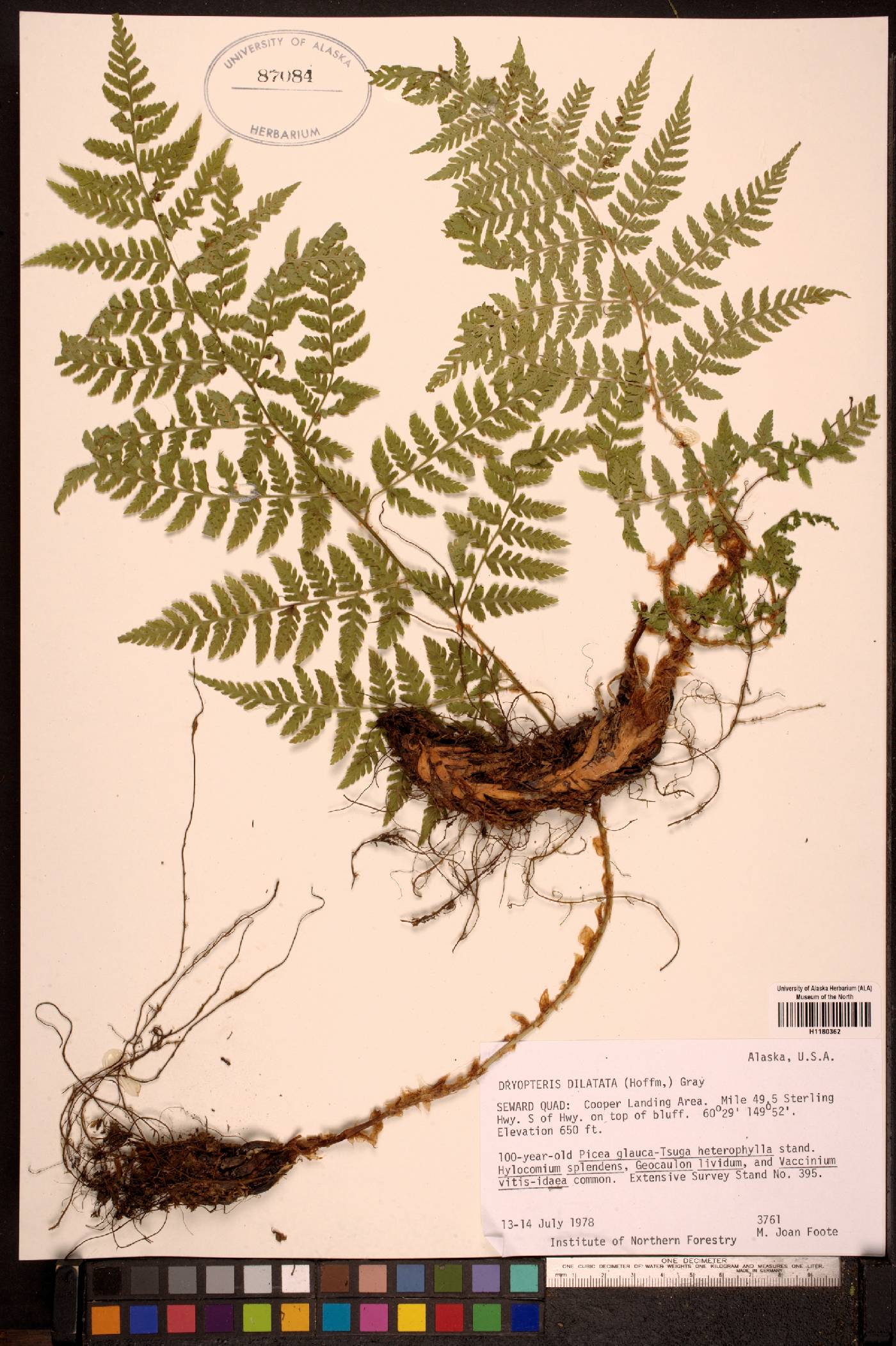 Dryopteris expansa image