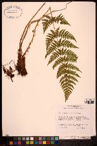 Dryopteris expansa image