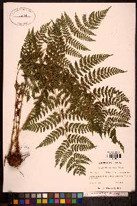 Dryopteris expansa image