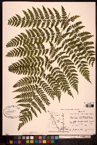 Dryopteris expansa image