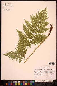 Dryopteris expansa image