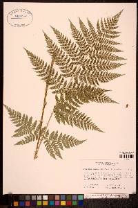 Dryopteris expansa image