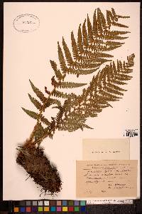 Dryopteris filix-mas image