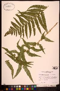 Dryopteris filix-mas image