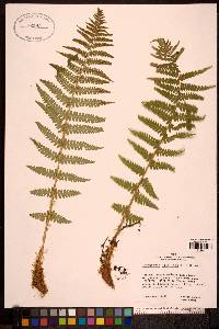 Dryopteris filix-mas image