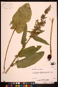 Rumex occidentalis image