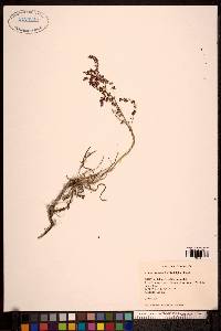 Rumex graminifolius image