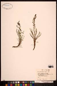 Rumex graminifolius image