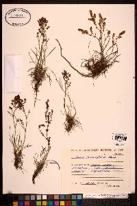Rumex graminifolius image