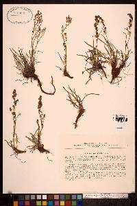 Rumex graminifolius image