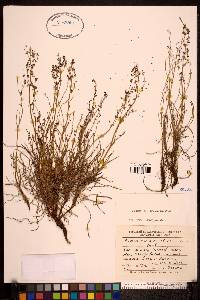 Rumex graminifolius image