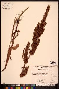 Rumex stenophyllus image