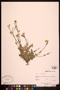 Cerastium arvense image