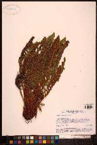 Dryopteris fragrans image