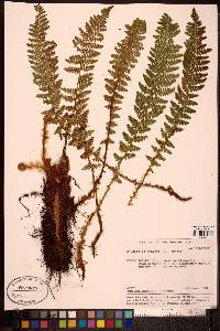 Dryopteris fragrans image