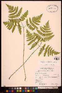 Gymnocarpium dryopteris image